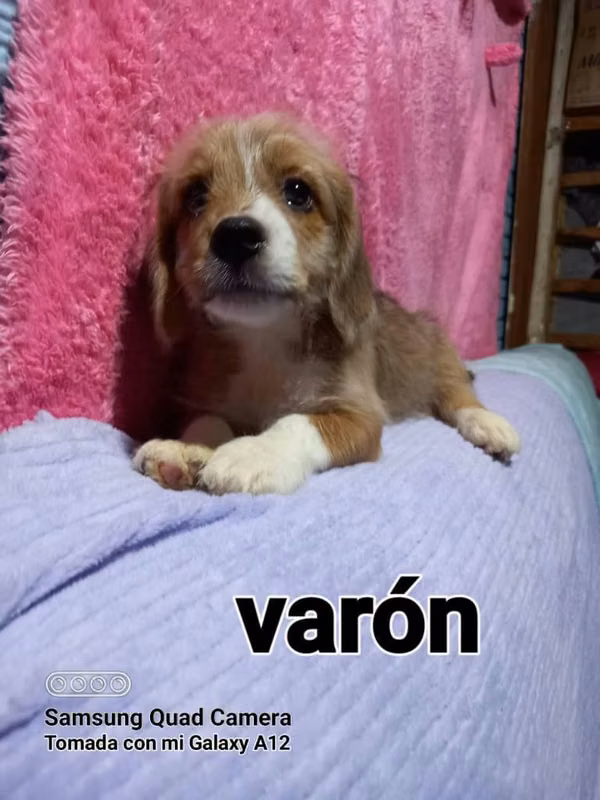Vendo lindos perritos Beagle con Maltez