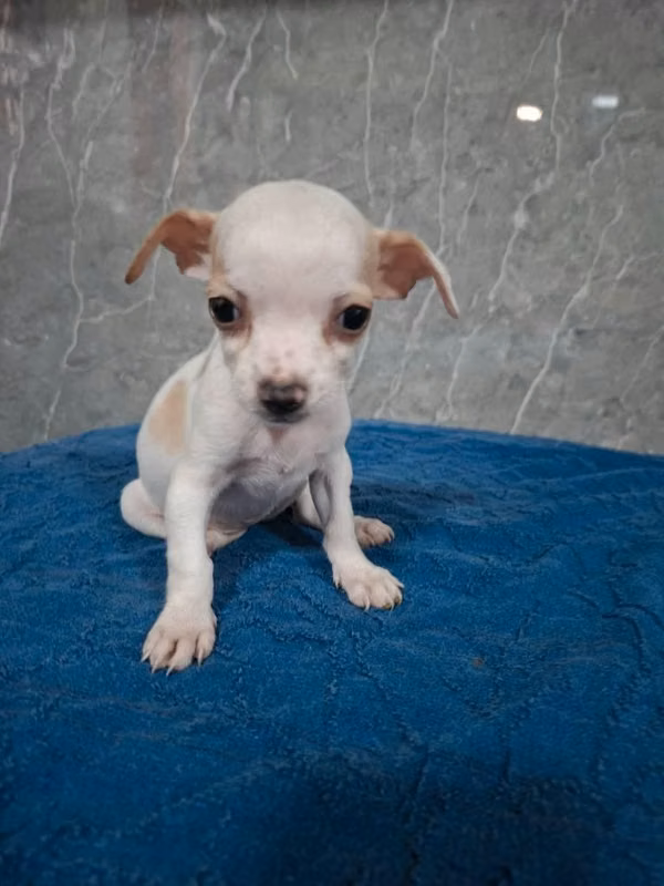 Chihuahua hembra
