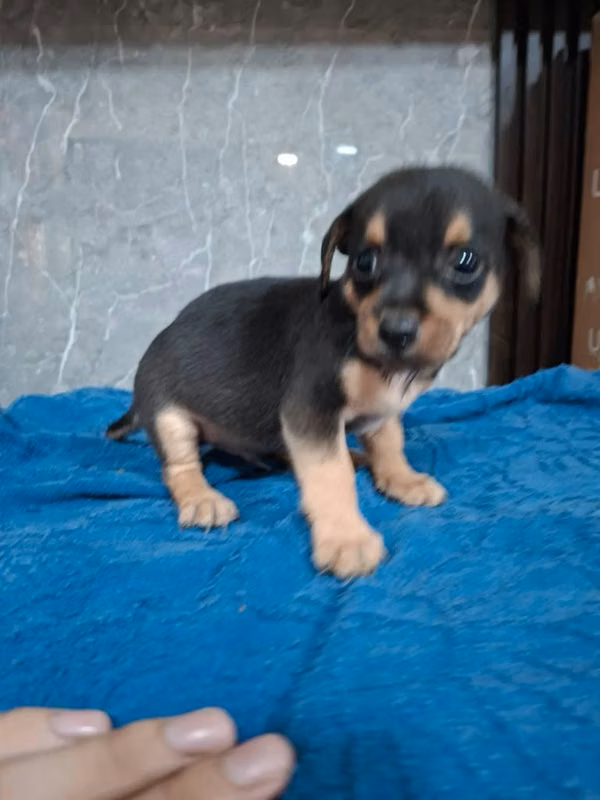Chihuahua varon