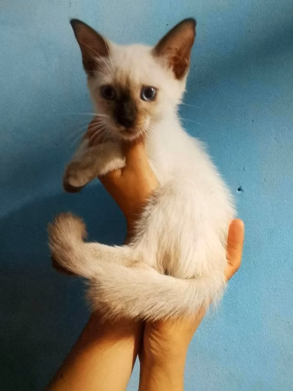 Gatitos
