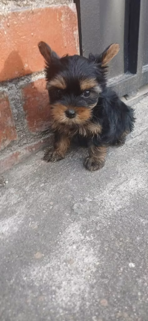 Yorkie terrier hembra