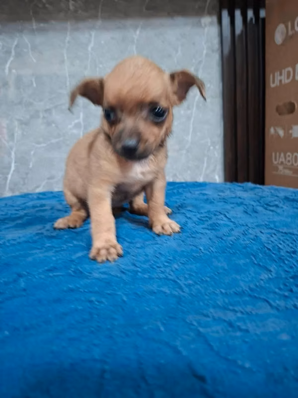 Chihuahua hembra