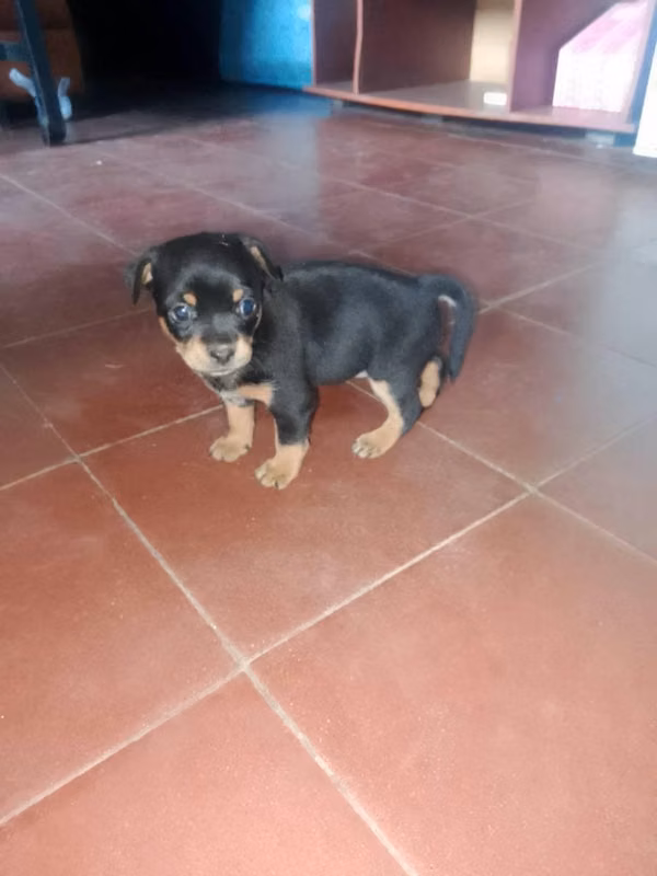 Chihuahua