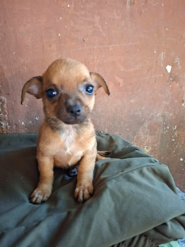 Chihuahua hembra