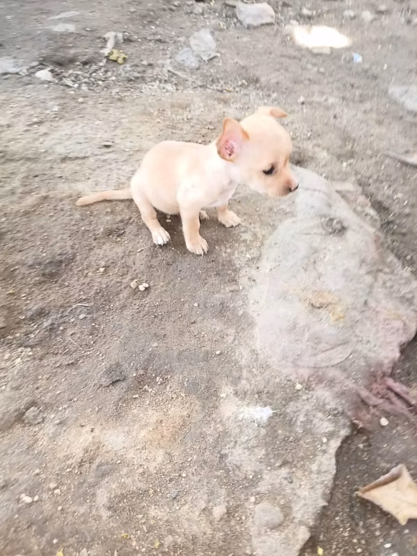 Chihuahua muy cariñosos 65