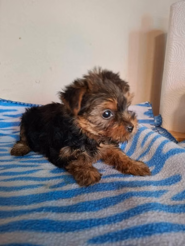 Yorkie terrier hembra