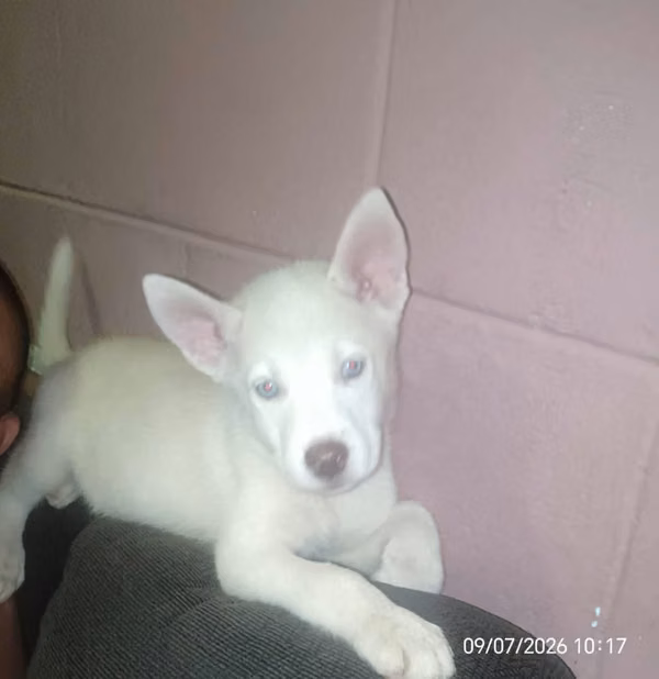 Perros Husky Siberia Albino con manto rojo