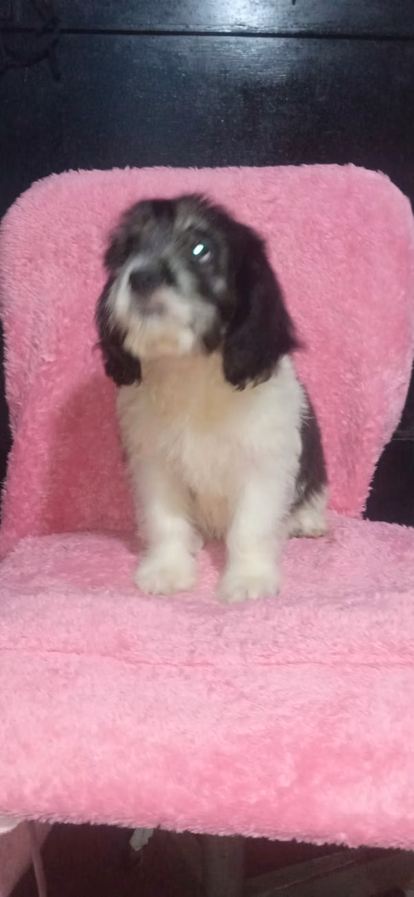 For sale nice puppies Cuckers with Maltese