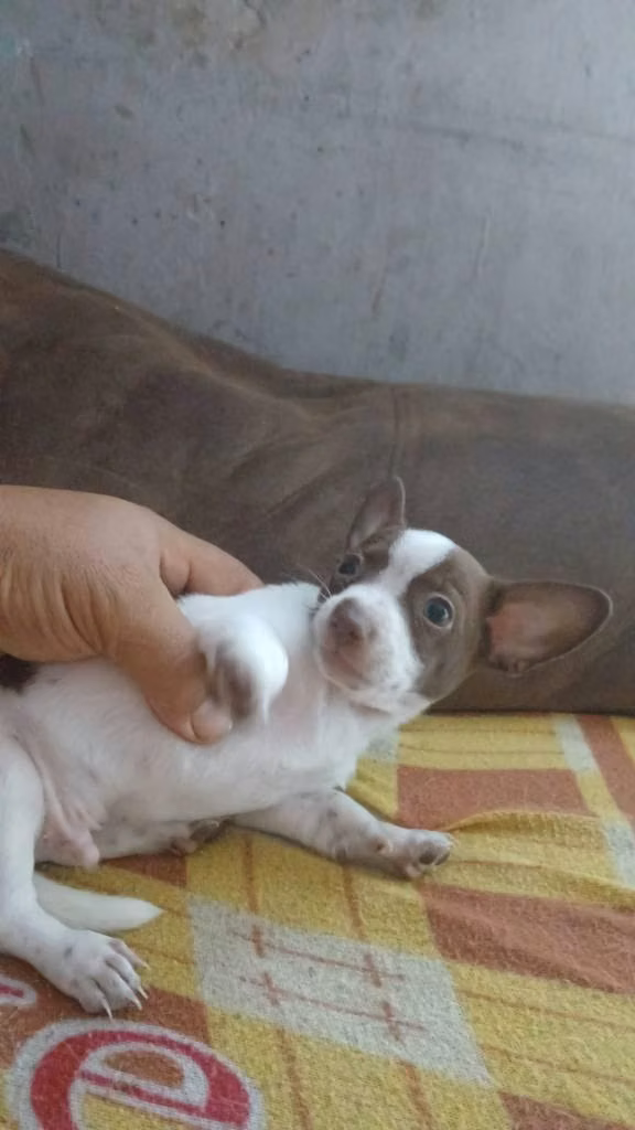 Vendo chihuahua 2 meses de edad