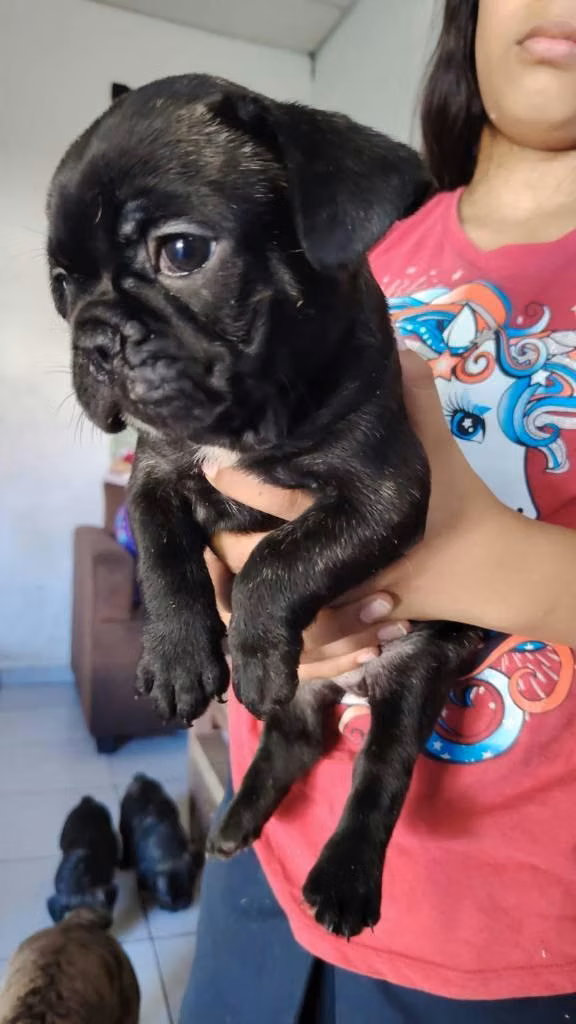 Bulldog frances