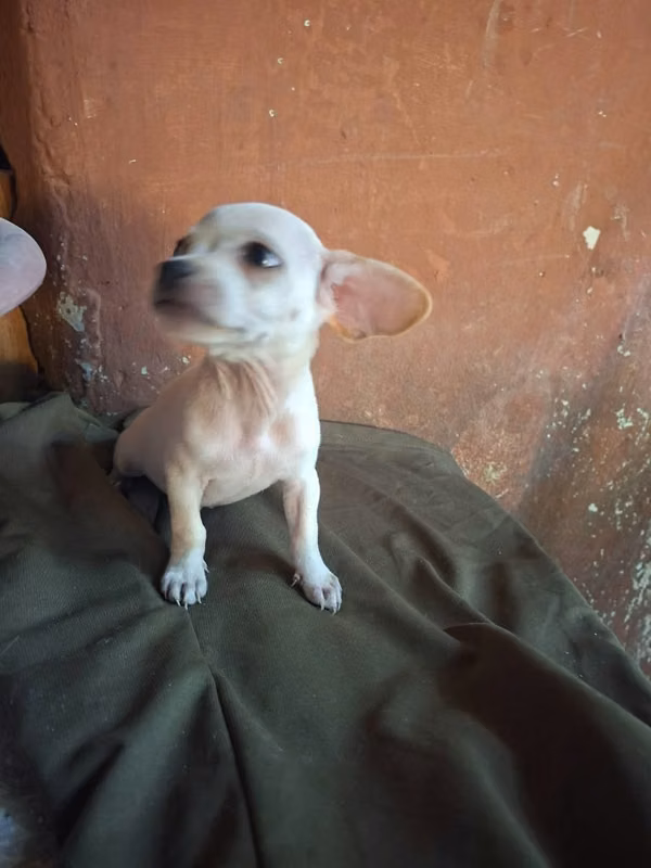 Chihuahua varon