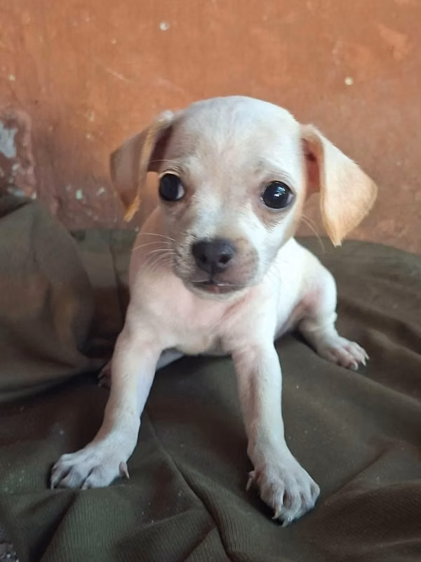 Chihuahua varon