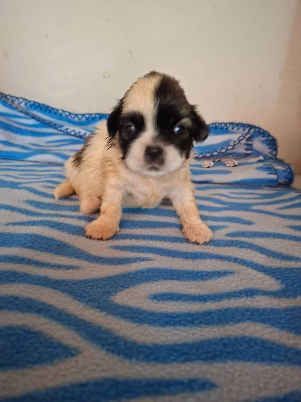 Shih tzu hembra reservar