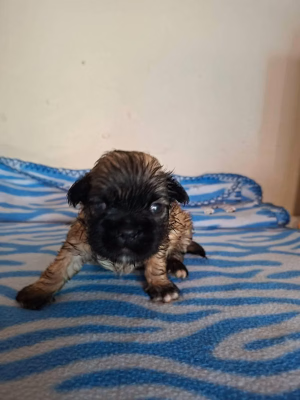 Shih tzus reservar