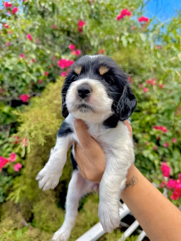 Hermosas cocker spaniel