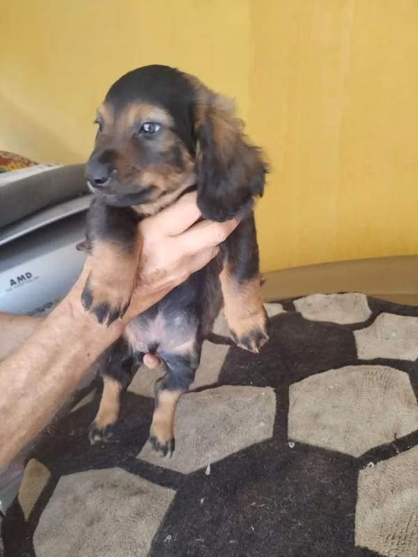 Hermosos dachshun salchicha pelo largo
