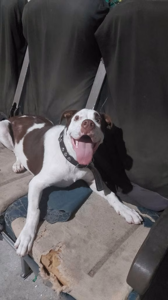 Pitbull terrier