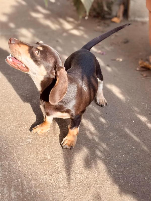 Perrita Salchicha