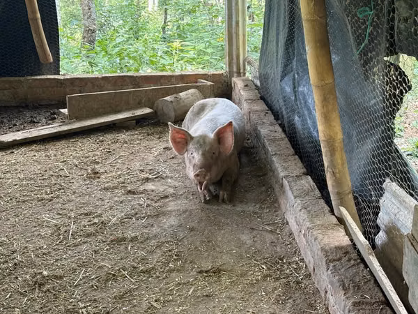 Vendo cerdo