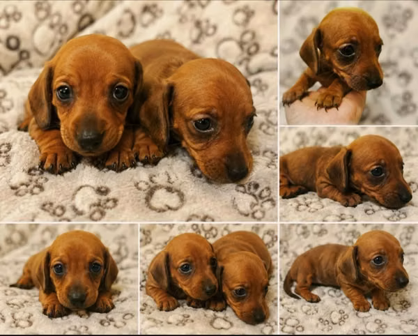 Perritos salchicha 100% puros