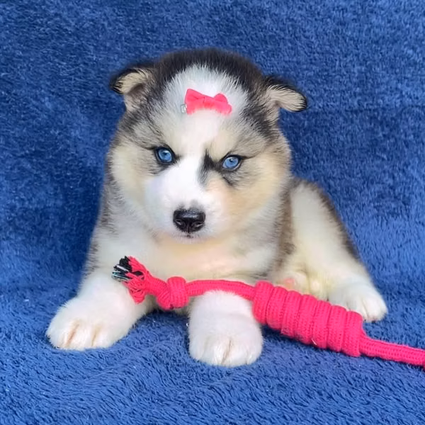 Cachorros de husky buscan un buen hogar.