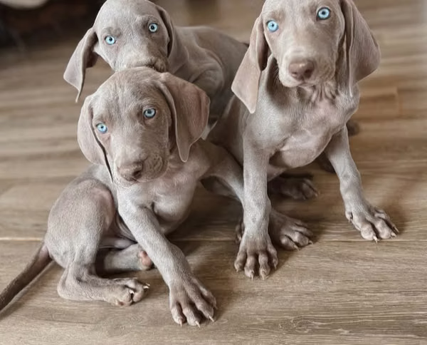 Weimaraner