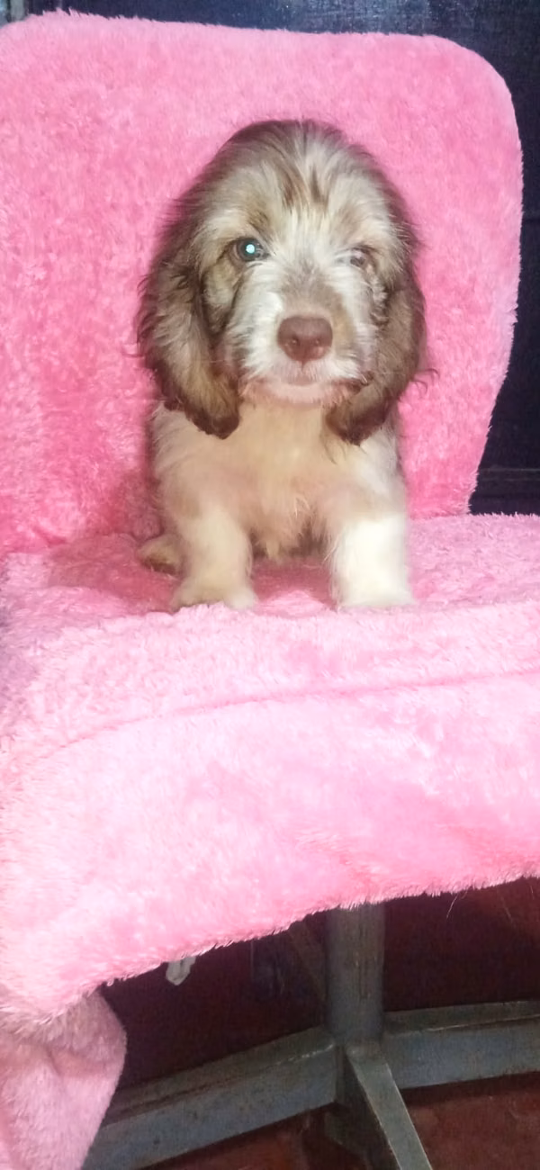 In bandage nice puppies Cockers with Maltese
