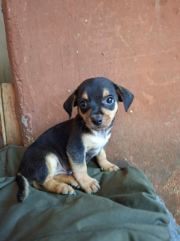 Chihuahua varon