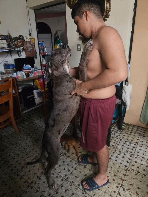 Gran Danes Hembra de 5 meses