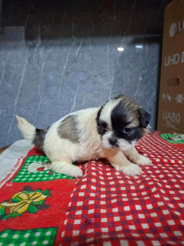 Shih tzu hembra
