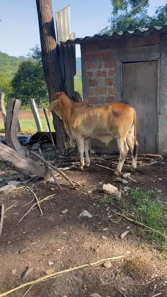 Vendo hermoso ternero  para rejero