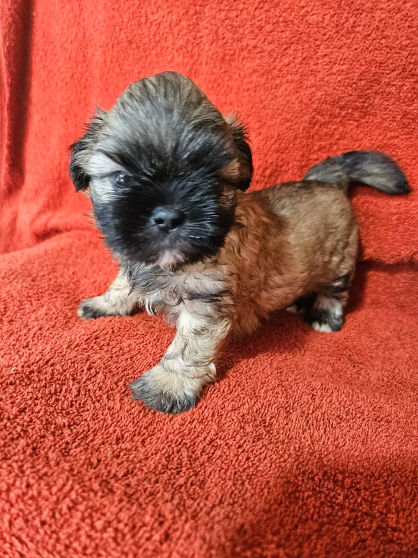 Shih tzu
