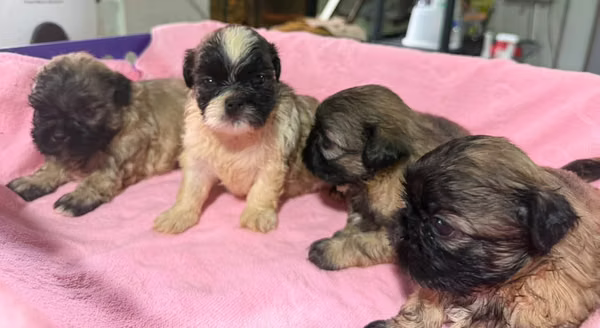 Shih Tzu