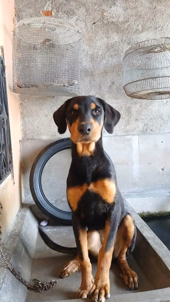 Linda perrita doberman