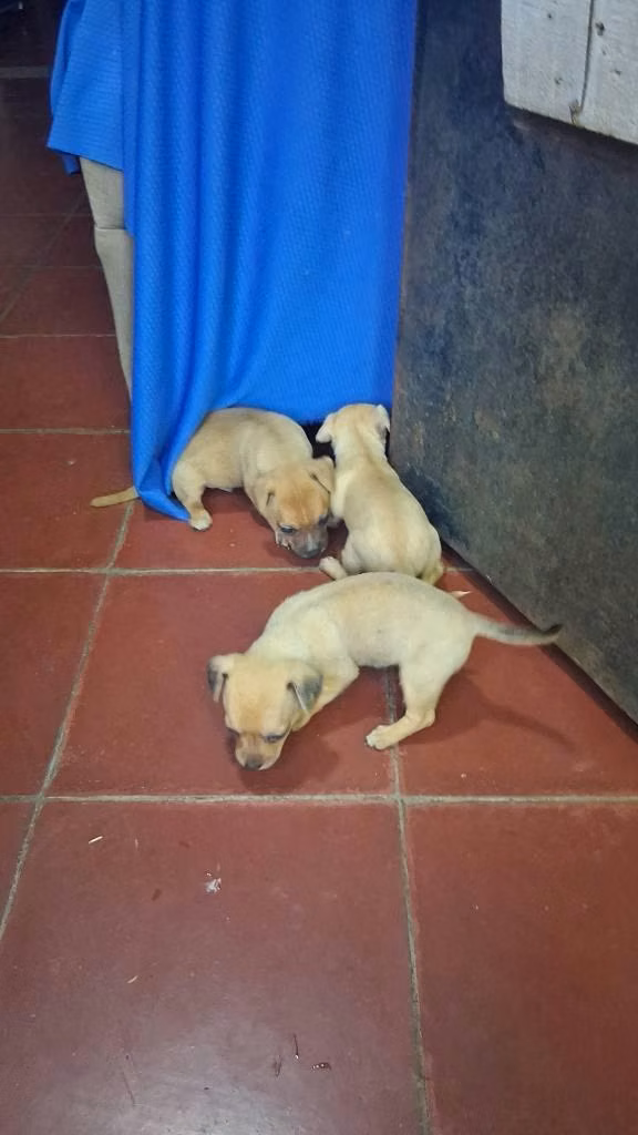 Vendo bonitos chiguaguas