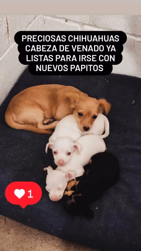 Chihuahua
