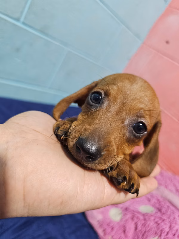 Perrita Dachshund salchicha
