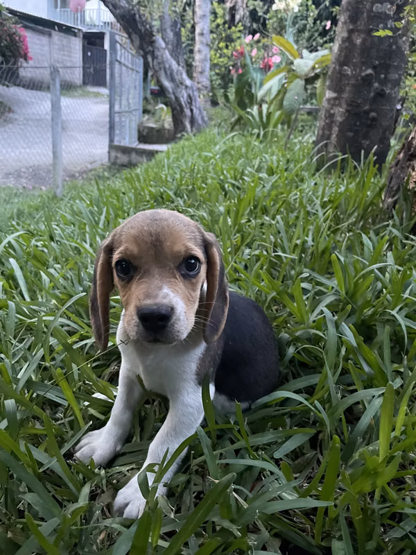 Cachorros Beagles