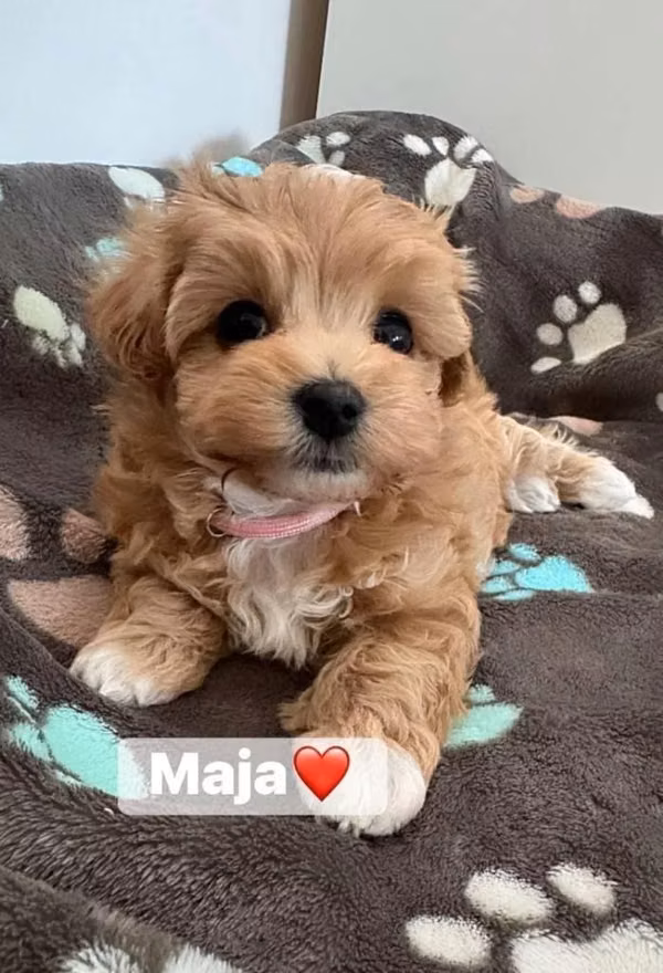 Cachorros Maltipoo F1b