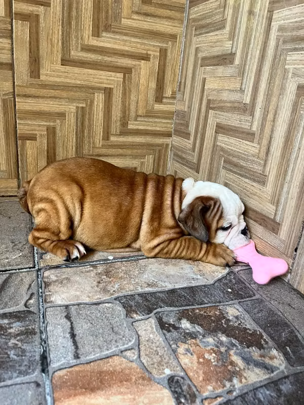 Bulldog Inglés