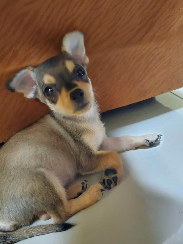 Chihuahua