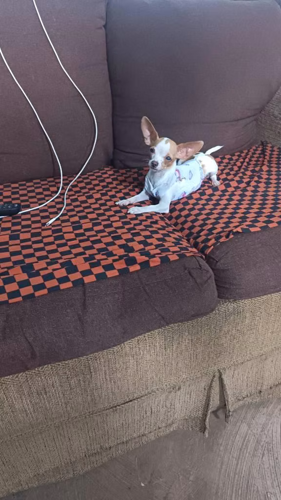 Bonita chihuahua mini de 6 meses desparacitada vacunada