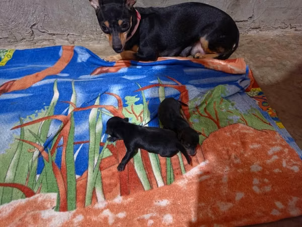 Chihuahuas