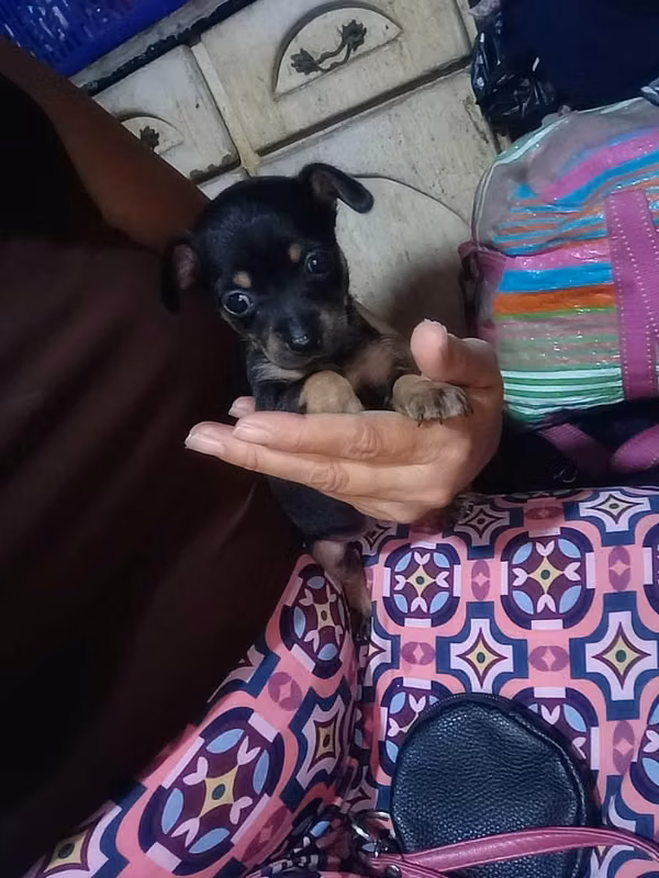 Chihuahua