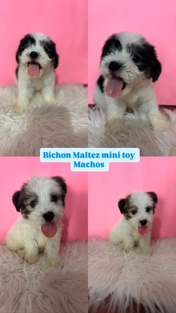 Bichon Maltez mini toy