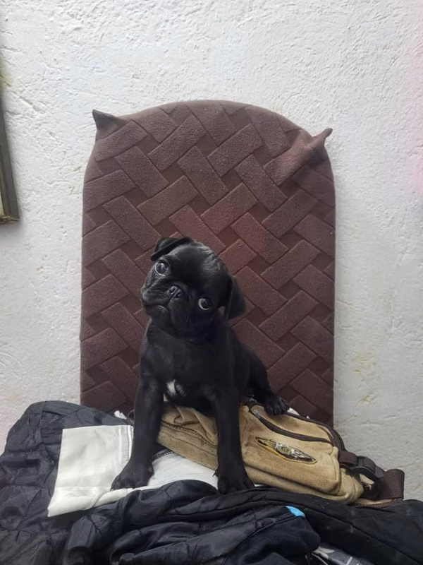 Pug hembras