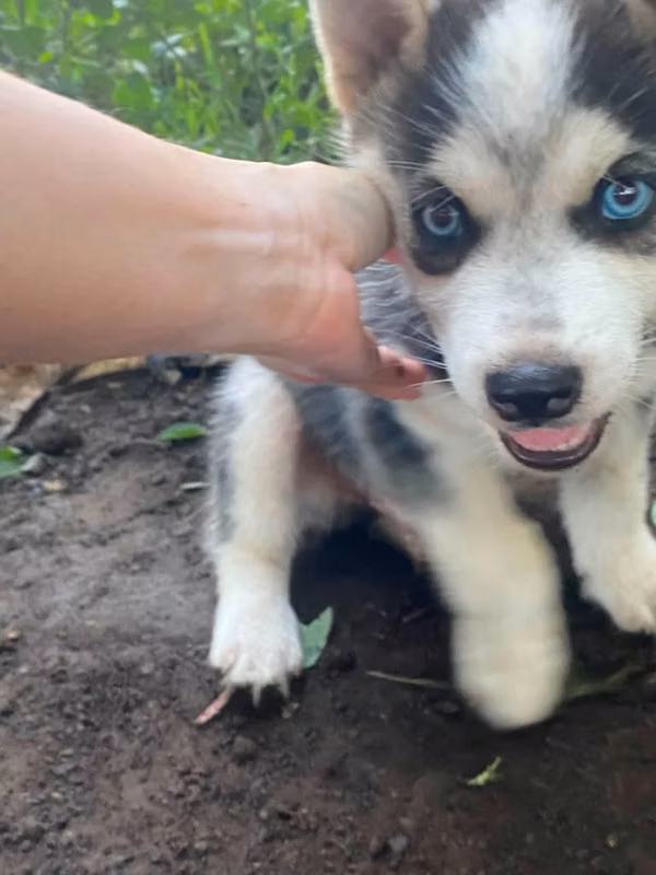 Husky siberian