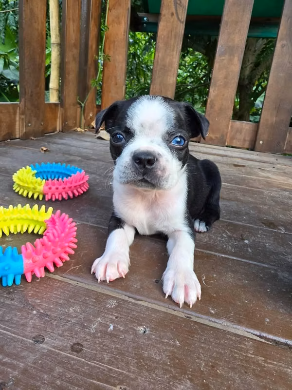 Boston terrier