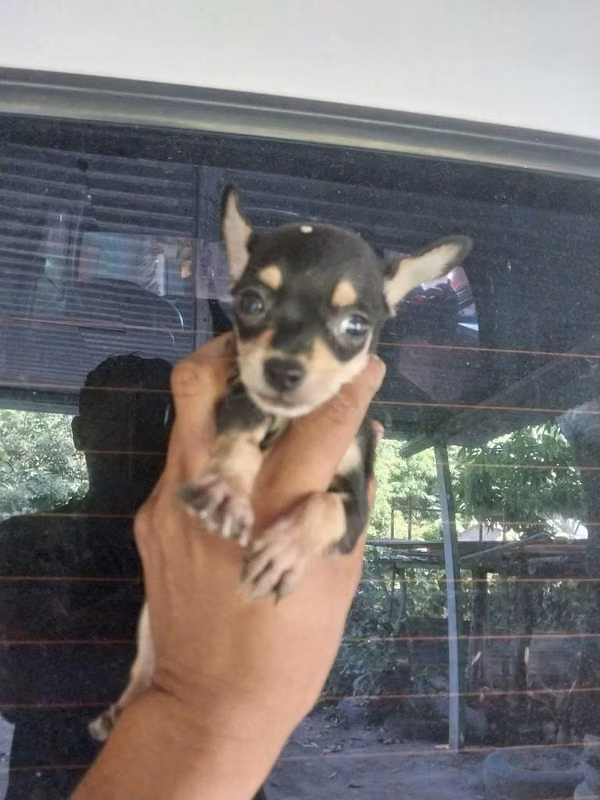 Chihuahuas