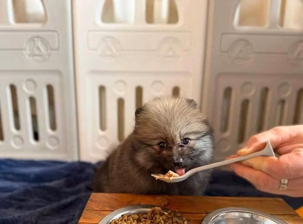 Preciosa cachorrita Pomerania